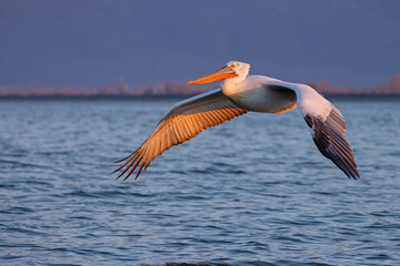 Pelikan kędzierzawy (Pelecanus crispus) © Grzegorz