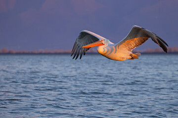 Pelikan kędzierzawy (Pelecanus crispus) © Grzegorz