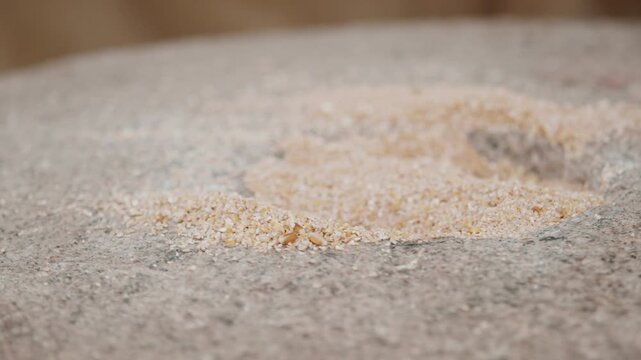 Closeup macro of dusty, flour-covered hand feeding and guiding crushed wheat grains into the central eye hopper of a traditional granite quern stone hand mill.