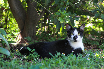 Splotch, the Neighbor's Cat © fexposures