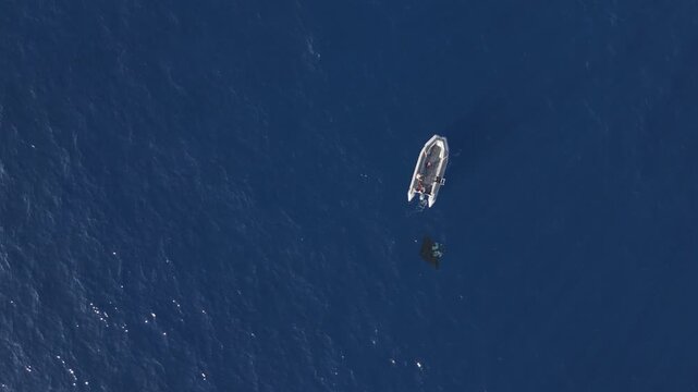 Aerial View of Giant Oceanic Manta Ray in a scenic Alternate View