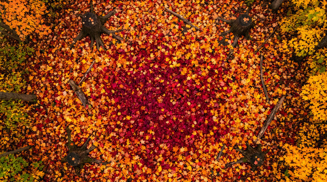 Aerial view of autumn forest floor with concentric leaf patterns, colorful