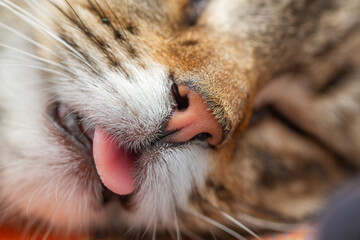 Close-up of a cute sleeping tabby cat with its pink tongue sticking out. © Guilherme Ide