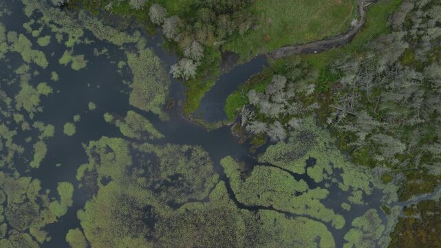 Beaver dam, riparian refuge and protected wetlands habitat adjoining Nova Scotia, Canada's Atlantic coast near East Green Harbour. MAX QUAL PRORES422HQ 4K DLOGM SDR BT.709