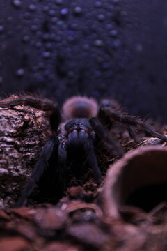 Blue Hawaiian tarantula 