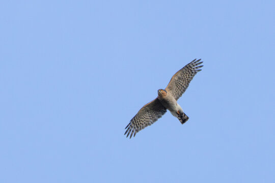 Male Eurasian Sparrowhawk in flight