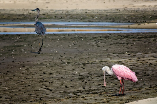 Roseate spoonbill (Platalea ajaja) and great blue heron (Ardea herodias) on newly created mudflats in Dauphin Island Alabama