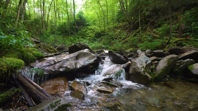 Rushing small water stream flowing over boulders in forest creek, surrounded by dense vegetation, mossy rocks and vibrant summer woodland environment.