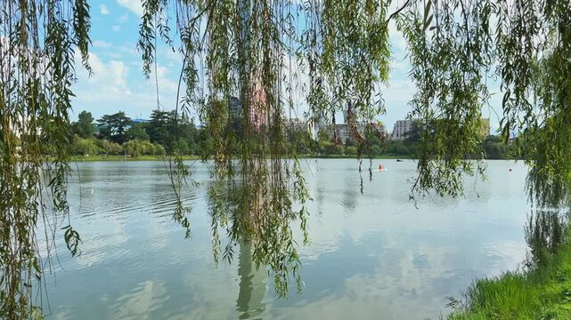 Landscape with park lake and kayaking activity, shot in public park through weeping willow branches with city skyline background.
