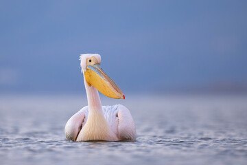 Pelikan różowy, pelikan baba (Pelecanus onocrotalus) © Grzegorz