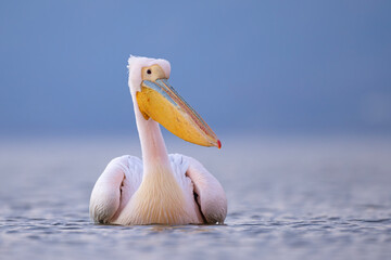 Pelikan różowy, pelikan baba (Pelecanus onocrotalus) © Grzegorz