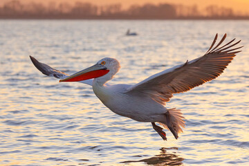 Pelikan kędzierzawy (Pelecanus crispus) © Grzegorz