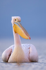 Pelikan różowy, pelikan baba (Pelecanus onocrotalus) © Grzegorz