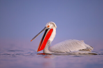 Pelikan kędzierzawy (Pelecanus crispus) © Grzegorz