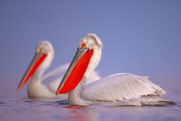 Pelikan kędzierzawy (Pelecanus crispus) © Grzegorz