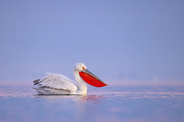 Pelikan kędzierzawy (Pelecanus crispus) © Grzegorz
