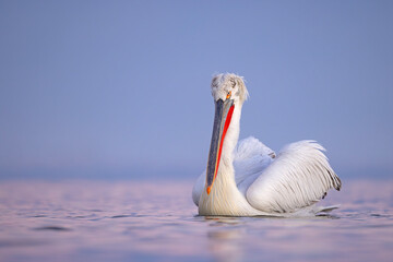 Pelikan kędzierzawy (Pelecanus crispus) © Grzegorz