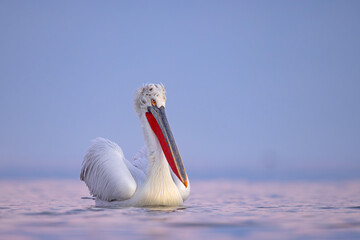Pelikan kędzierzawy (Pelecanus crispus) © Grzegorz