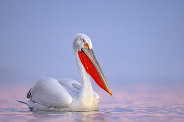 Pelikan kędzierzawy (Pelecanus crispus) © Grzegorz