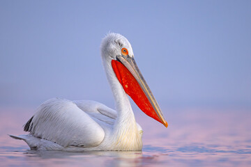 Pelikan kędzierzawy (Pelecanus crispus) © Grzegorz