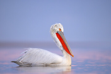 Pelikan kędzierzawy (Pelecanus crispus) © Grzegorz
