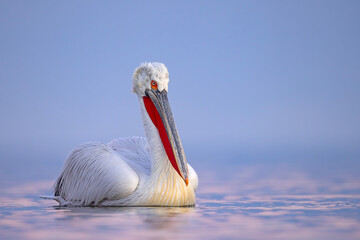 Pelikan kędzierzawy (Pelecanus crispus) © Grzegorz