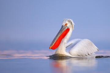 Pelikan kędzierzawy (Pelecanus crispus) © Grzegorz