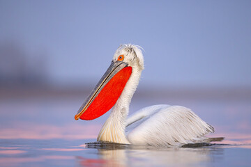 Pelikan kędzierzawy (Pelecanus crispus) © Grzegorz