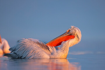 Pelikan kędzierzawy (Pelecanus crispus) © Grzegorz