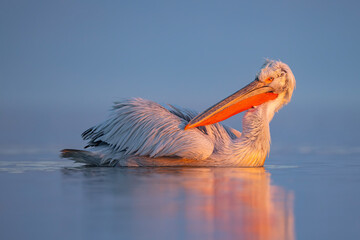 Pelikan kędzierzawy (Pelecanus crispus) © Grzegorz