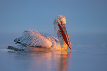 Pelikan kędzierzawy (Pelecanus crispus) © Grzegorz