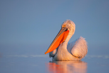 Pelikan kędzierzawy (Pelecanus crispus) © Grzegorz