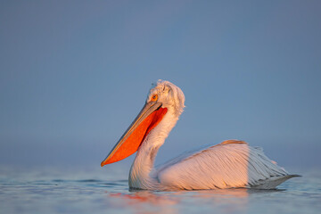Pelikan kędzierzawy (Pelecanus crispus) © Grzegorz
