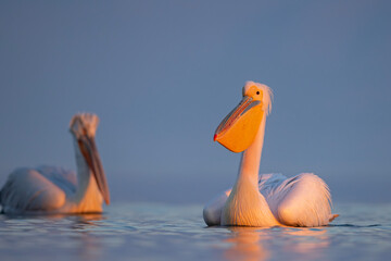 Pelikan różowy, pelikan baba (Pelecanus onocrotalus) © Grzegorz