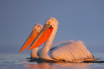 Pelikan kędzierzawy (Pelecanus crispus) © Grzegorz