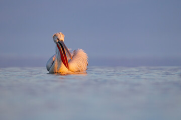 Pelikan kędzierzawy (Pelecanus crispus) © Grzegorz