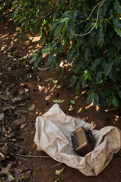 Radio de trabalhador rural em cima de saco de rafia na Planta&ccedil;&atilde;o de Caf&eacute;, Minas Gerais