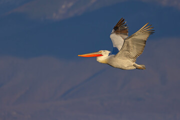 Pelikan kędzierzawy (Pelecanus crispus) © Grzegorz