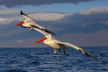 Pelikan kędzierzawy (Pelecanus crispus) © Grzegorz