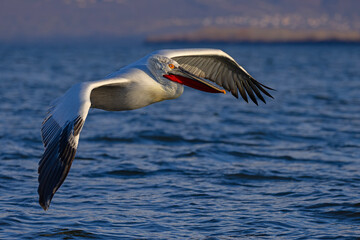 Pelikan kędzierzawy (Pelecanus crispus) © Grzegorz