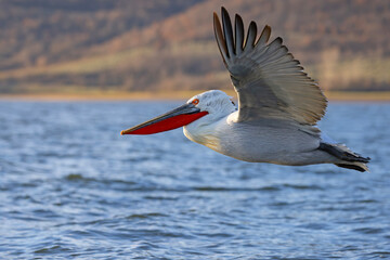 Pelikan kędzierzawy (Pelecanus crispus) © Grzegorz