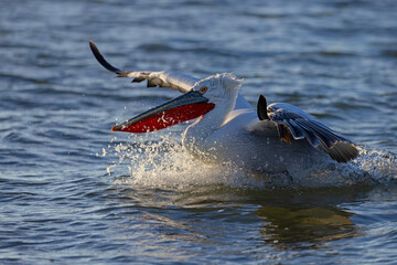 Pelikan kędzierzawy (Pelecanus crispus) © Grzegorz