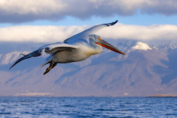 Pelikan kędzierzawy (Pelecanus crispus) © Grzegorz