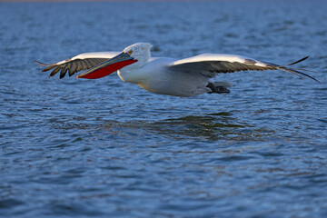 Pelikan kędzierzawy (Pelecanus crispus) © Grzegorz