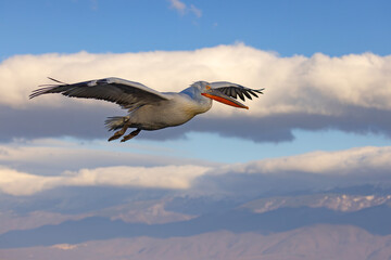 Pelikan kędzierzawy (Pelecanus crispus) © Grzegorz