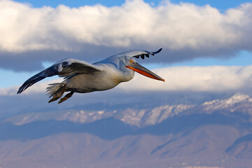 Pelikan kędzierzawy (Pelecanus crispus) © Grzegorz