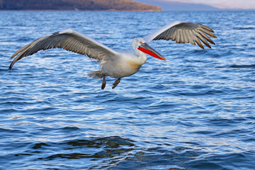 Pelikan kędzierzawy (Pelecanus crispus) © Grzegorz