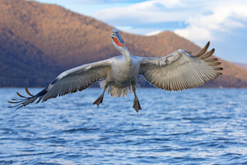 pelikan, kędzierzawy (Pelecanus crispus) © Grzegorz