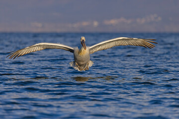 pelikan, kędzierzawy (Pelecanus crispus) © Grzegorz