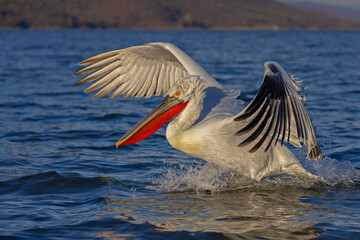 pelikan, kędzierzawy (Pelecanus crispus) © Grzegorz